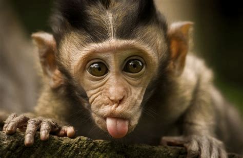 monkey gif|monkey gif images.